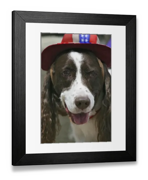 Framed Print : USA, Colorado, Frisco. Dog wears American flag hat in July Fourth paradeFred J. Lord Framed Print : USA, Colorado, Frisco. Dog wears American flag hat in July Fourth paradeFred J. Lord