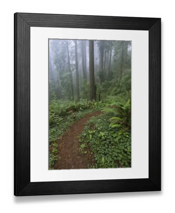 Framed Print : Path through the giant redwood trees shrouded in fog, Redwood National Park, California