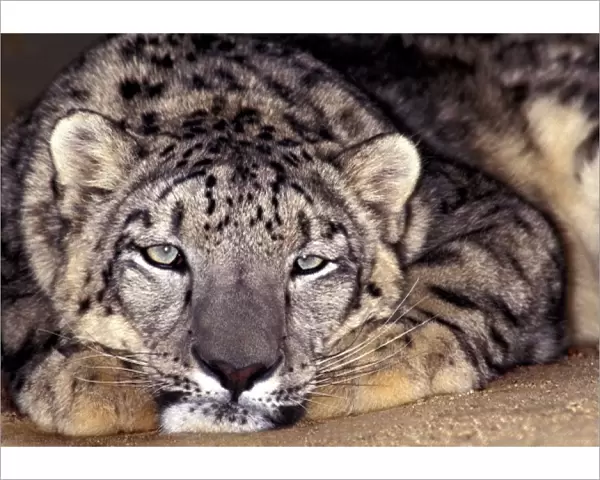 USA, California, Los Angeles Count. Close-up of snow leopard at Wildlife Waystation