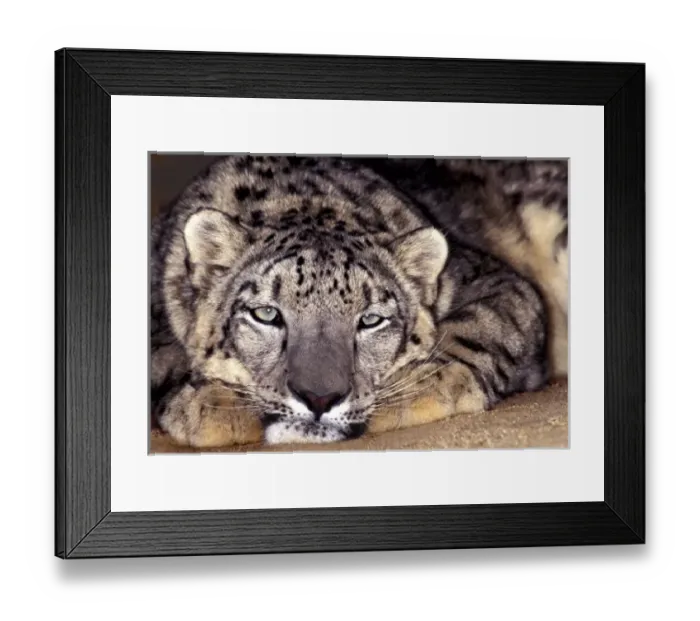 Framed Print : USA, California, Los Angeles Count. Close-up of snow leopard at Wildlife Waystation Framed Print : USA, California, Los Angeles Count. Close-up of snow leopard at Wildlife Waystation