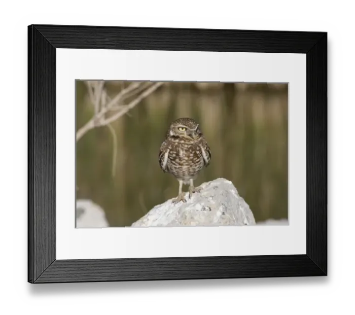 Framed Print : USA - California - Imperial County - Salton Sea area - Burrowing Owl Framed Print : USA - California - Imperial County - Salton Sea area - Burrowing Owl