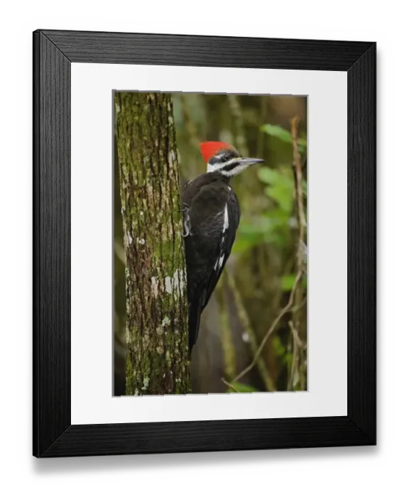 Framed Print : USA, North America, Florida