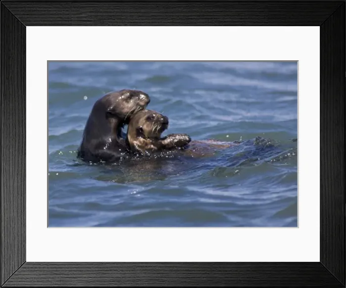 Framed Print : California Sea Otter and Pup (Enhydra lutris) - Moss Landing, California Framed Print : California Sea Otter and Pup (Enhydra lutris) - Moss Landing, California