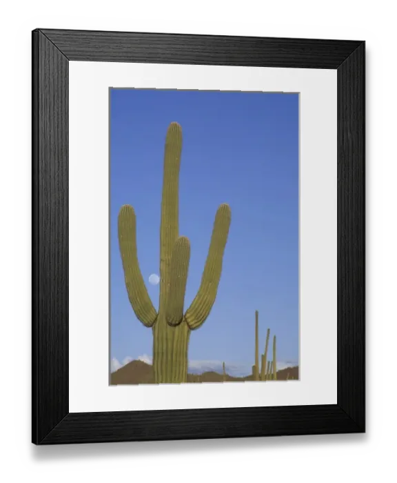 Framed Print : Giant saguaro cactus (Cereus giganteus), Saguaro National Park, Tucson, Arizona Framed Print : Giant saguaro cactus (Cereus giganteus), Saguaro National Park, Tucson, Arizona