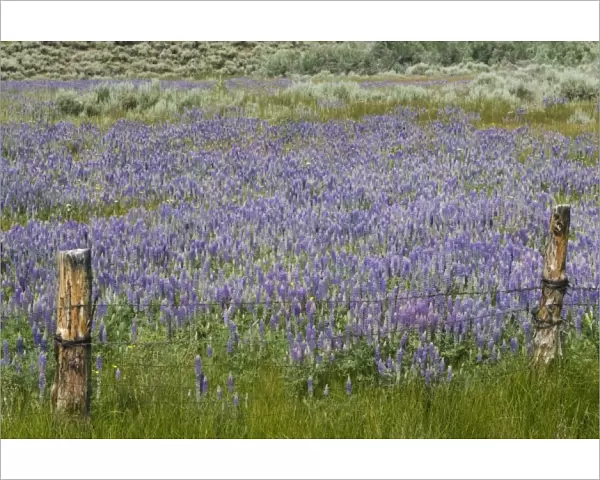 Lupine field and fence