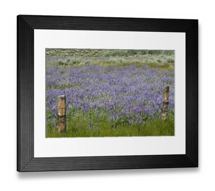 Framed Print : Lupine field and fence Framed Print : Lupine field and fence