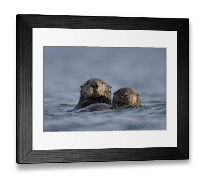 Framed Print : North America, USA, California, Elkhorn Slough. Sea Otter with pup