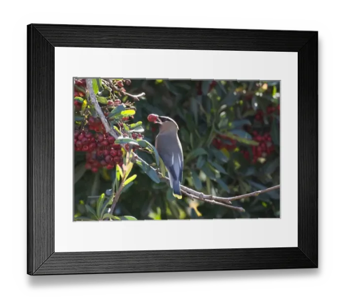 Framed Print : USA, North America, California Framed Print : USA, North America, California