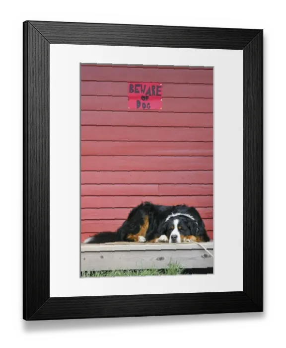 Framed Print : USA, Colorado, Breckenridge. Bernese mountain dog sleeps while on guard under warning sign Framed Print : USA, Colorado, Breckenridge. Bernese mountain dog sleeps while on guard under warning sign