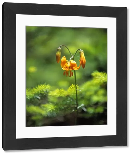 USA, California. Leopard lilies like this are found in wet mountain meadows in northern California