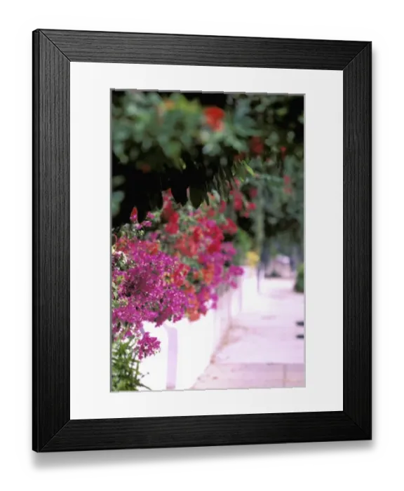 Framed Print : North America, USA, Florida, Key West. Flowers along sidewalk Framed Print : North America, USA, Florida, Key West. Flowers along sidewalk