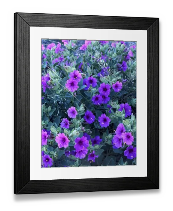 Framed Print : Petrified Forest National Park, Arizona, USA. Colorado four-o-clock in bloom (Mirabilis multiflora)