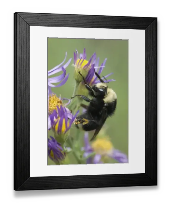 Framed Print : USA, North America, California