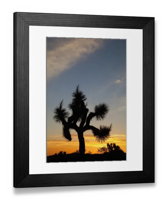 Framed Print : Joshua Tree NP, Joshua tree at sunrise Framed Print : Joshua Tree NP, Joshua tree at sunrise