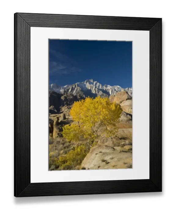 Framed Print : Fall Color on Cottonwoods with backdrop of the Eastern Sierra Mountains = Alabama