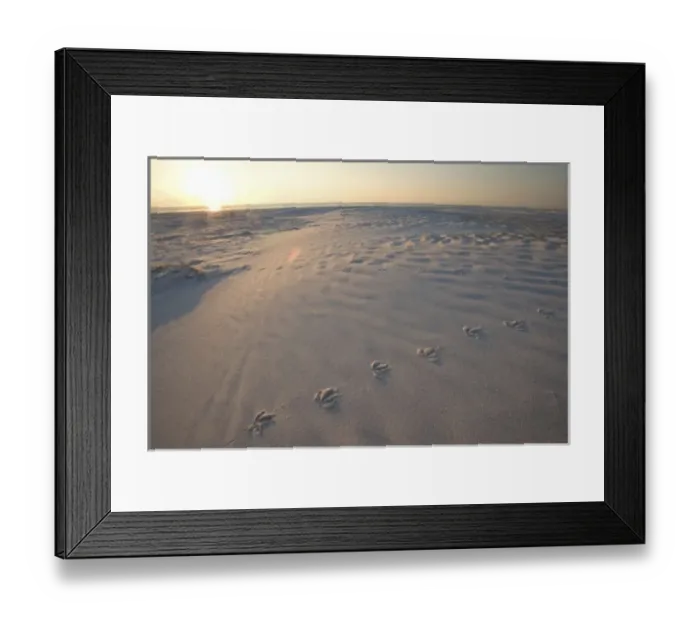 Framed Print : Bird tracks on North Beach at Fort De Soto Park in Pinellas County, Florida Framed Print : Bird tracks on North Beach at Fort De Soto Park in Pinellas County, Florida