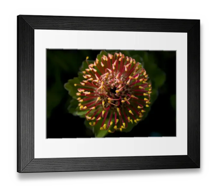 Framed Print : Garden flower, California Framed Print : Garden flower, California