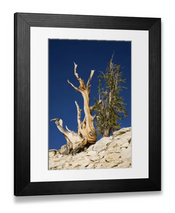 Framed Print : CA, Inyo NF, Schulman Grove, Ancient Bristlecone Pine Forest, Bristlecone Pine Framed Print : CA, Inyo NF, Schulman Grove, Ancient Bristlecone Pine Forest, Bristlecone Pine