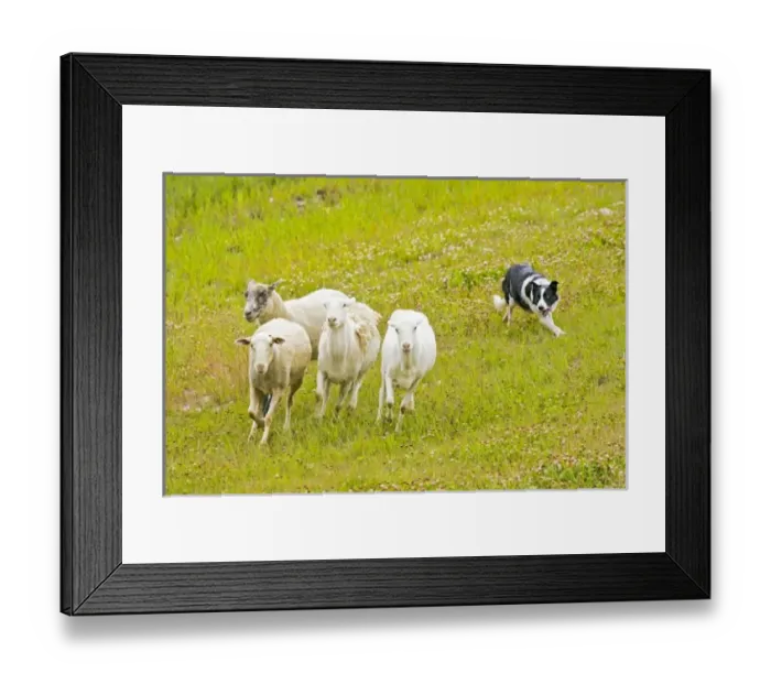 Framed Print : USA, North America, Colorado Framed Print : USA, North America, Colorado