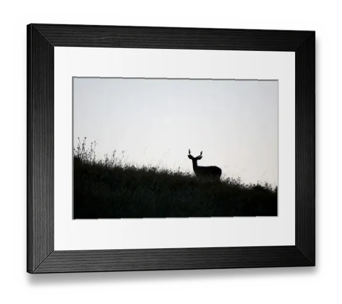 Framed Print : Mule deer, Odocoileus hemionus, UCSC Campus Natural Reserve, Santa Cruz, California Framed Print : Mule deer, Odocoileus hemionus, UCSC Campus Natural Reserve, Santa Cruz, California