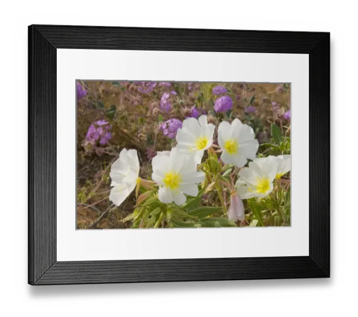Framed Print : Dwarf Evening Primrose, Oenothera caespitosa, Mohave Desert near Littlefield Arizona Framed Print : Dwarf Evening Primrose, Oenothera caespitosa, Mohave Desert near Littlefield Arizona