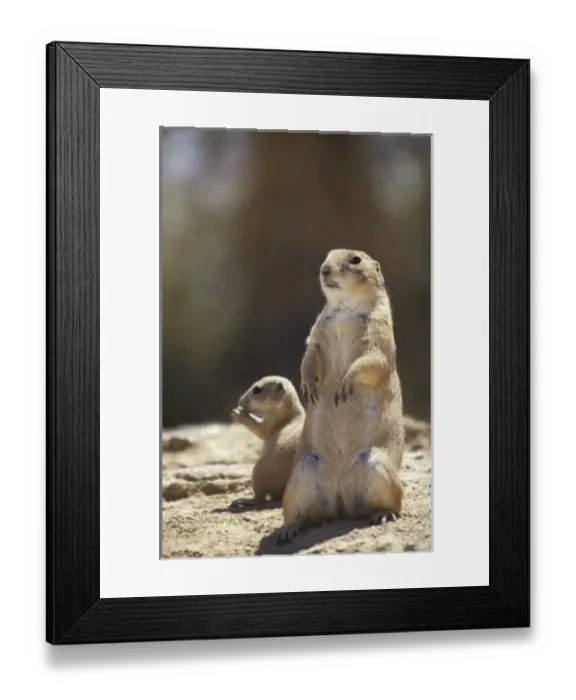 Framed Print : Black-tailed Prairie dog (Cynomys ludovicianus), Arizona-Sonora Desert Museum, Tucson Framed Print : Black-tailed Prairie dog (Cynomys ludovicianus), Arizona-Sonora Desert Museum, Tucson