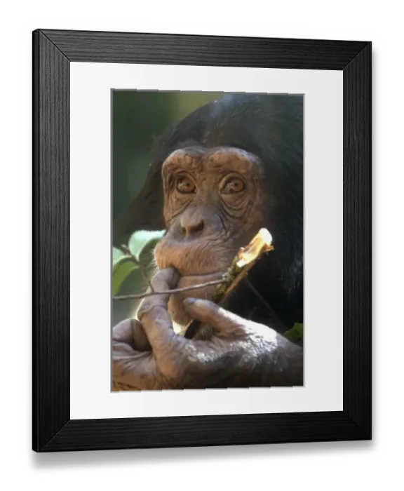 Framed Print : first chimpanzee born at the Sacramento Zoo, December 31, 2000 Framed Print : first chimpanzee born at the Sacramento Zoo, December 31, 2000