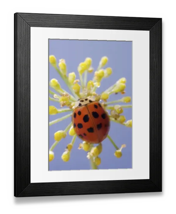 Framed Print : USA, North America, California Framed Print : USA, North America, California