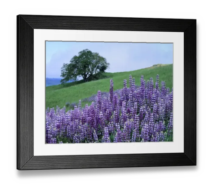 Framed Print : Redwood National Park, California. USA. River lupine (Lupinus rivularis) & Oregon white oak tree Framed Print : Redwood National Park, California. USA. River lupine (Lupinus rivularis) & Oregon white oak tree