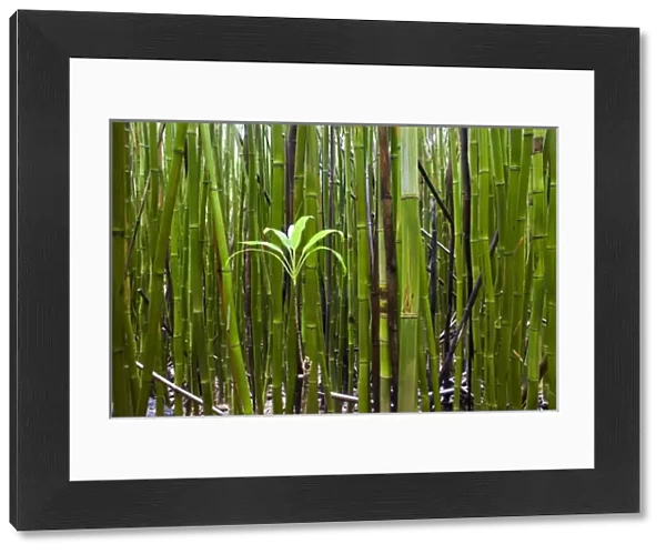 An emerging bamboo seedling emerges from a bamboo forest - Haleakala National Park, Maui