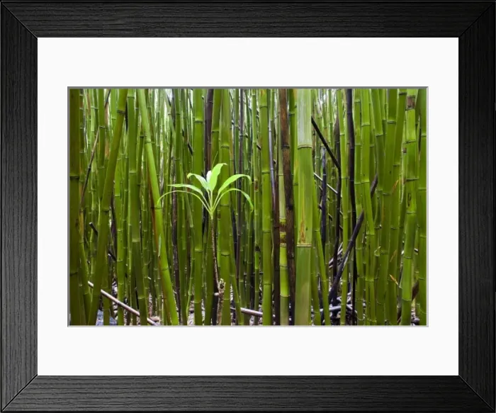 Framed Print : An emerging bamboo seedling emerges from a bamboo forest - Haleakala National Park, Maui Framed Print : An emerging bamboo seedling emerges from a bamboo forest - Haleakala National Park, Maui