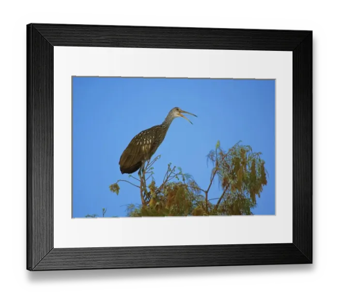 Framed Print : Limpkin atop tree, Aramus guarauna, Wakodahathcee Wetlands, Delray Beach, Florida Framed Print : Limpkin atop tree, Aramus guarauna, Wakodahathcee Wetlands, Delray Beach, Florida
