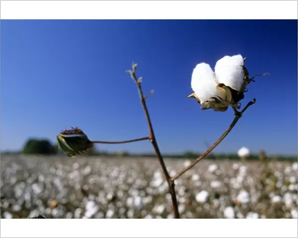 Cotton field in Georgia