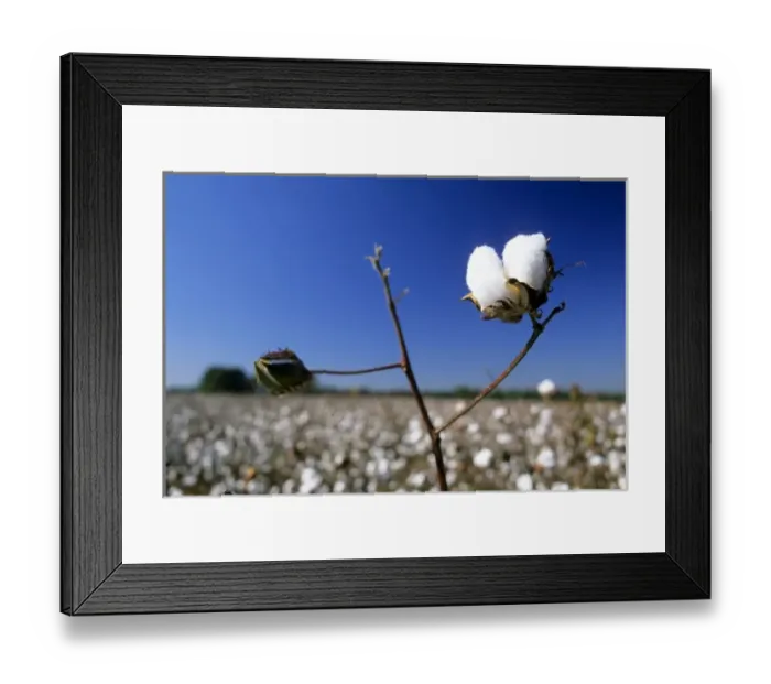 Framed Print : Cotton field in Georgia Framed Print : Cotton field in Georgia