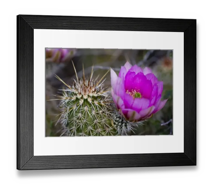 Framed Print : Strawberry Hedgehog Flower, Enchinocereus engelmannii, Sonoran Desert, High Desert Park