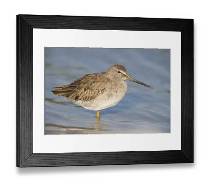 Framed Print : A short-billed dowitcher, Limnodromus griseus, on North Beach at Fort De Soto Park Framed Print : A short-billed dowitcher, Limnodromus griseus, on North Beach at Fort De Soto Park
