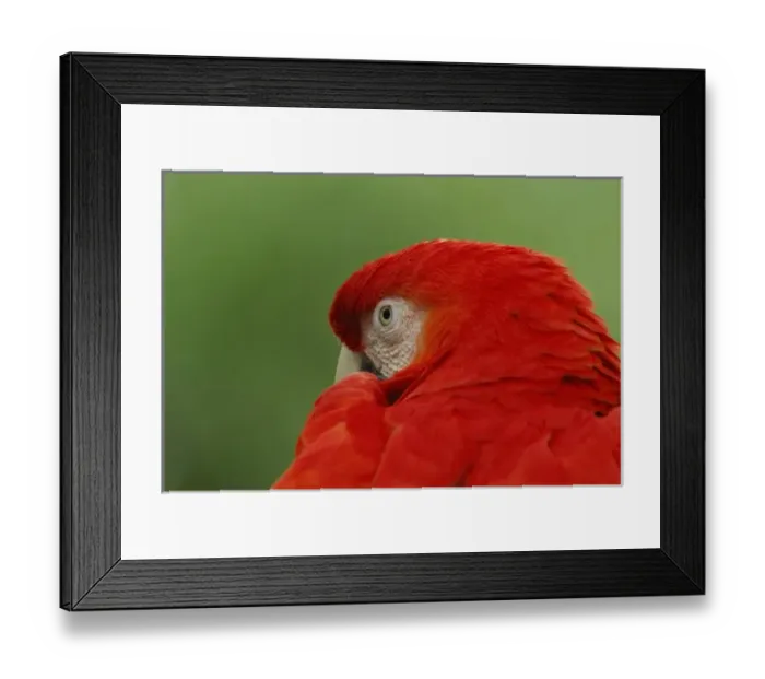 Framed Print : North America, USA, Florida, St. Augustine, a bright red macaw peeks over his shoulder Framed Print : North America, USA, Florida, St. Augustine, a bright red macaw peeks over his shoulder