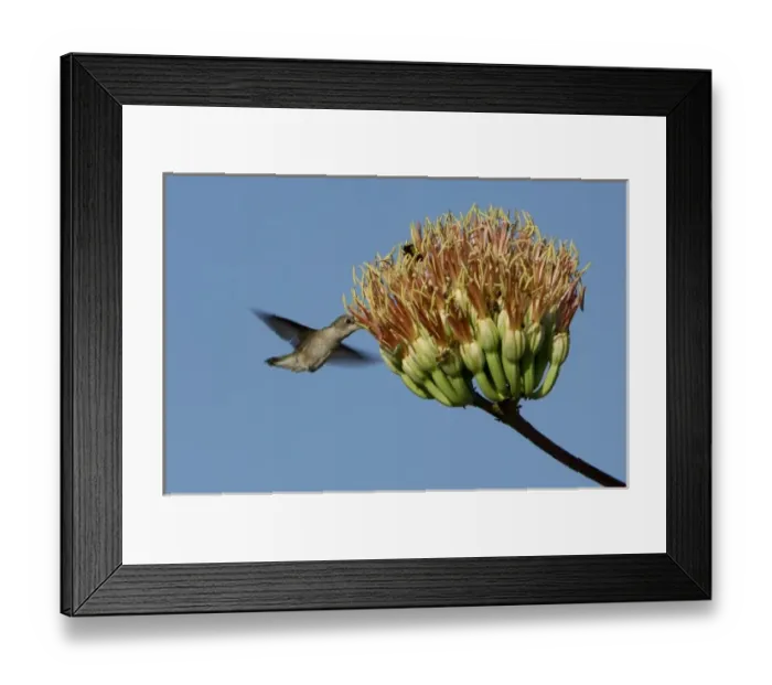 Framed Print : Female feeding on agave blossom, Portal, Chiricahua Mountains, Arizona, USA