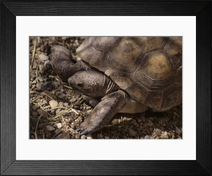 Framed Print : Arizona-Sonora Desert Museum, Tucson, Arizona, United States Framed Print : Arizona-Sonora Desert Museum, Tucson, Arizona, United States