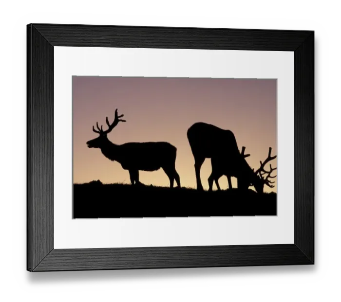 Framed Print : North America, USA, Colorado. Rocky Mountains National Park, Elk