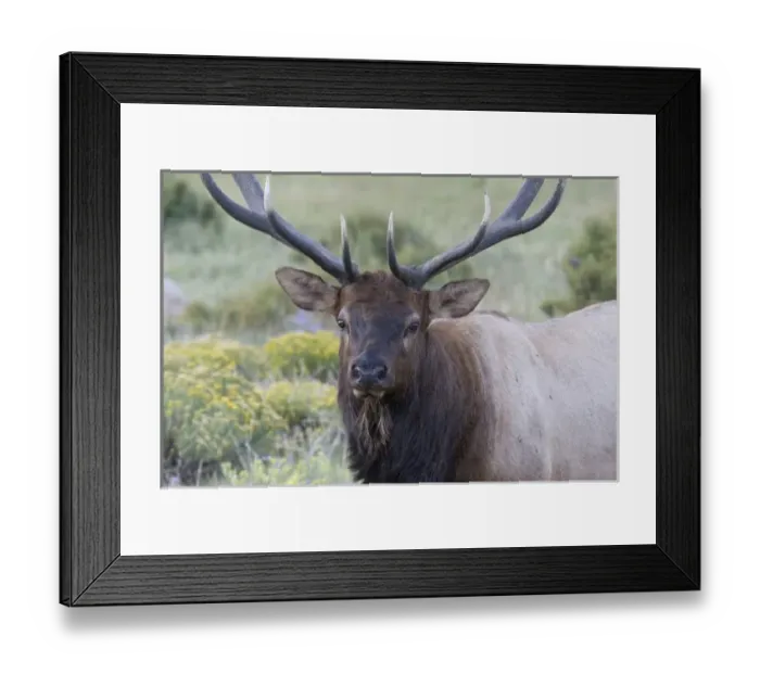 Framed Print : USA, North America, Colorado
