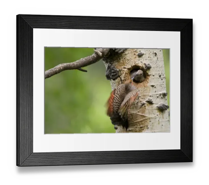 Framed Print : USA, North America, Colorado Framed Print : USA, North America, Colorado