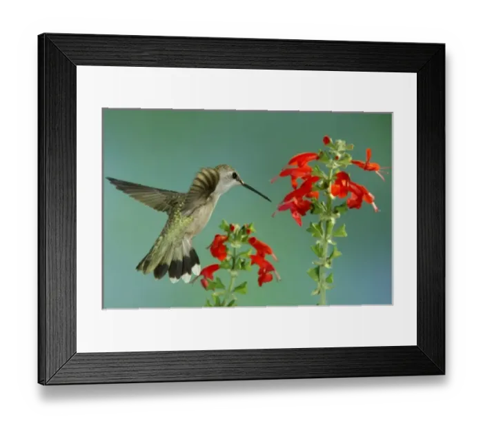 Framed Print : Female feeding on Sage, Paradise, Chiricahua Mountains, Arizona, USA Framed Print : Female feeding on Sage, Paradise, Chiricahua Mountains, Arizona, USA