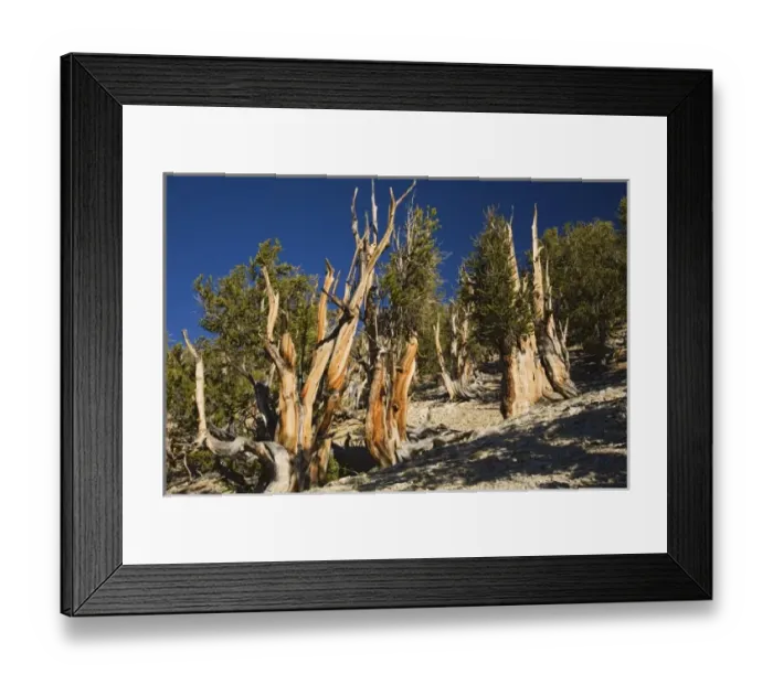 Framed Print : CA, Inyo NF, Schulman Grove, Ancient Bristlecone Pine Forest, Bristlecone Pines