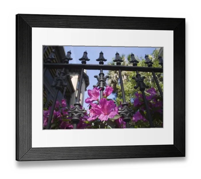 Framed Print : USA, Georgia, Savannah. Azaleas blooming through wrought iron gate