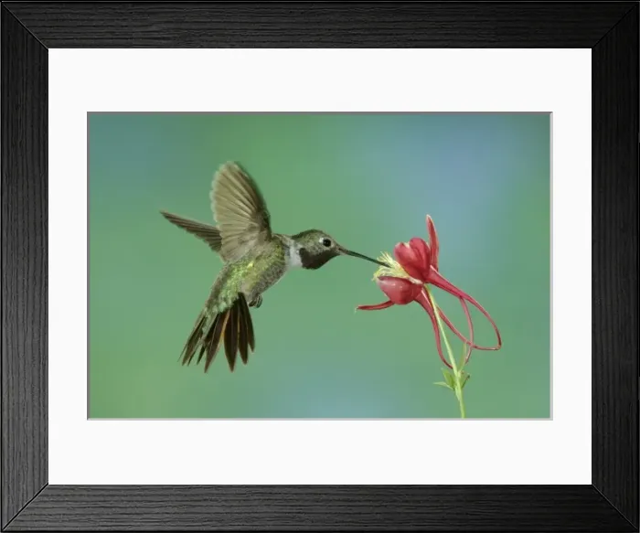 Framed Print : Male feeding on columbine(aquilegia ssp. ), Paradise, Chiricahua Mountains, Arizona, USA