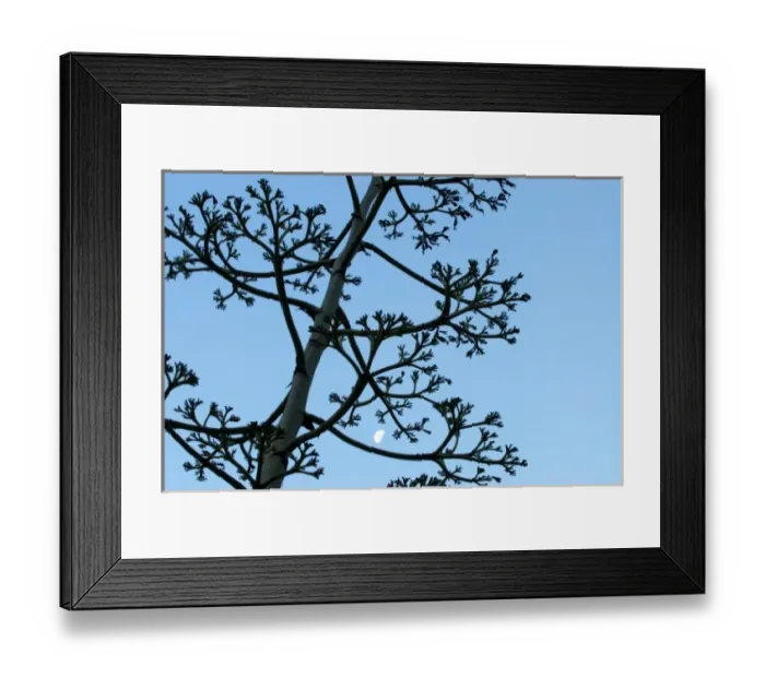 Framed Print : Moon framed by century plant, Big Sur, California Framed Print : Moon framed by century plant, Big Sur, California