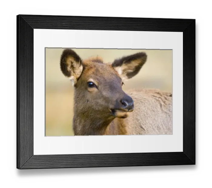 Framed Print : USA, Colorado, Rocky Mountain National Park. Portrait of female elk Framed Print : USA, Colorado, Rocky Mountain National Park. Portrait of female elk