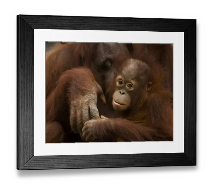 Framed Print : USA; Florida; Pensacola. Morther and baby orangutan at zoo Framed Print : USA; Florida; Pensacola. Morther and baby orangutan at zoo