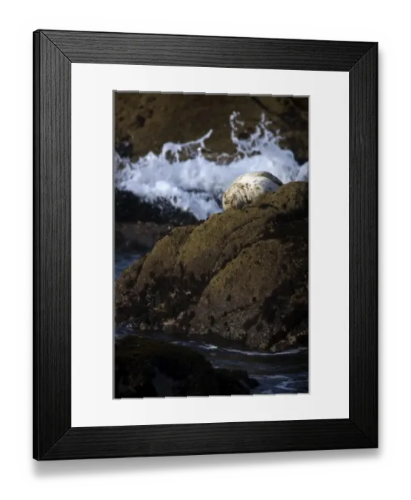 Framed Print : A harbor seal rests on the rocks in the early morning sun at Salt Point, California
